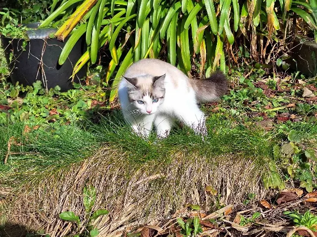 chatte lost   29000 Quimper Vanille