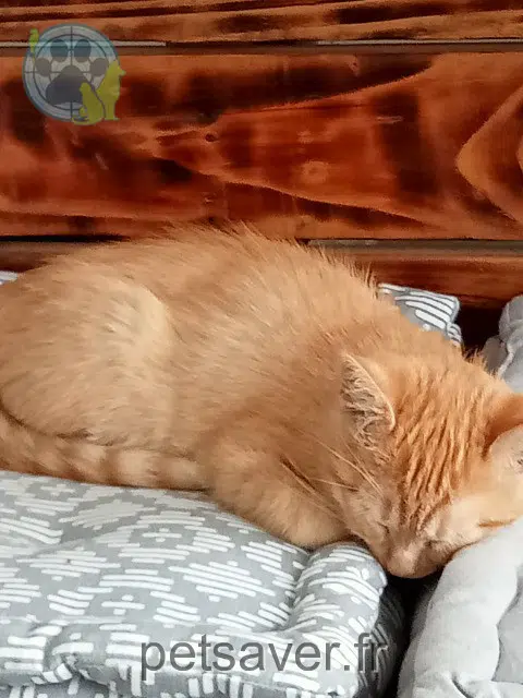 chatte lost   29370 Elliant Vanille