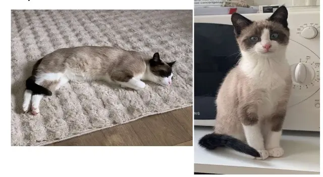 chatte lost   29900 Concarneau Vikelas