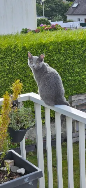 chatte lost   29900 Concarneau Ysis