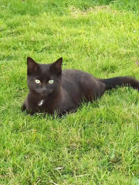 chatte lost   29850 Gouesnou Zara