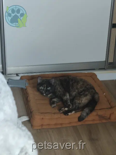 chatte lost 29600 Saint-Martin-des-Champs Zelda