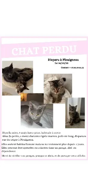 chatte lost   29610 Plouigneau Zeya