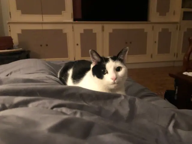 chatte lost   29910 Trégunc Zoe