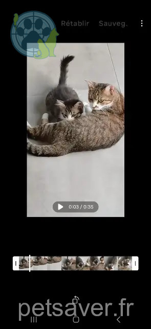 chatte perdue 29810 Plouarzel Zola chatte lost 29810 Plouarzel Zola