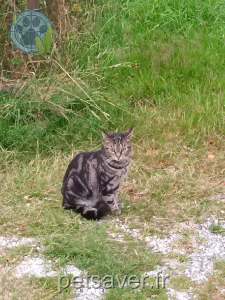 Chatte Perdue 29 Finistère Chatte Perdue 29 Finistère