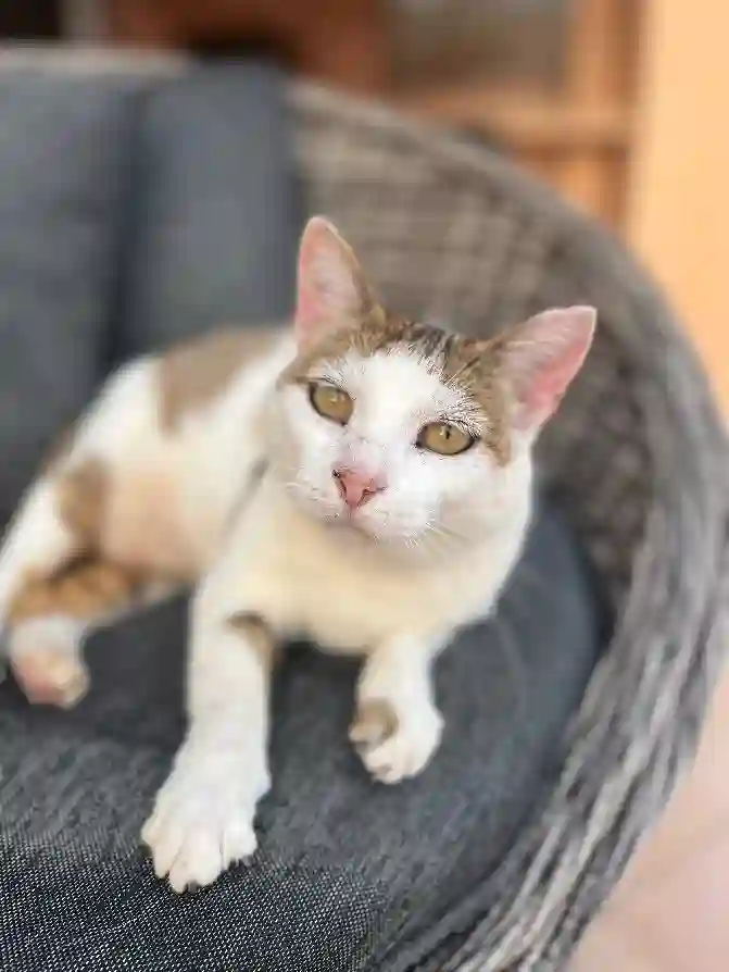 Chatte Perdue 2A Corse-du-Sud - Kitty Chatte Perdue 2A Corse-du-Sud - Kitty