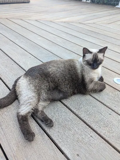 Chatte Perdue 2A Corse-du-Sud - Lily Chatte Perdue 2A Corse-du-Sud - Lily