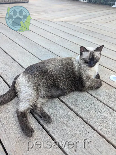 Chatte Perdue 2A Corse-du-Sud - Lily Chatte Perdue 2A Corse-du-Sud - Lily