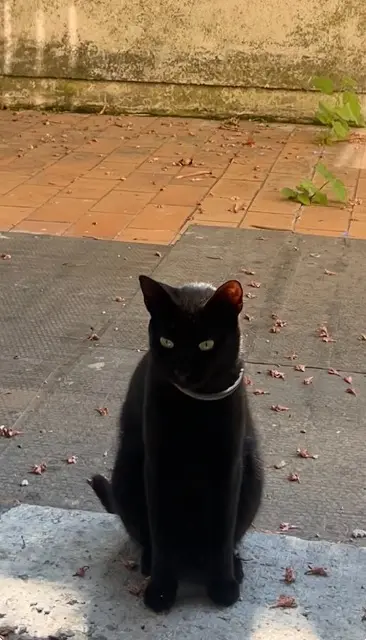 chatte lost   20137 Porto-Vecchio Rita