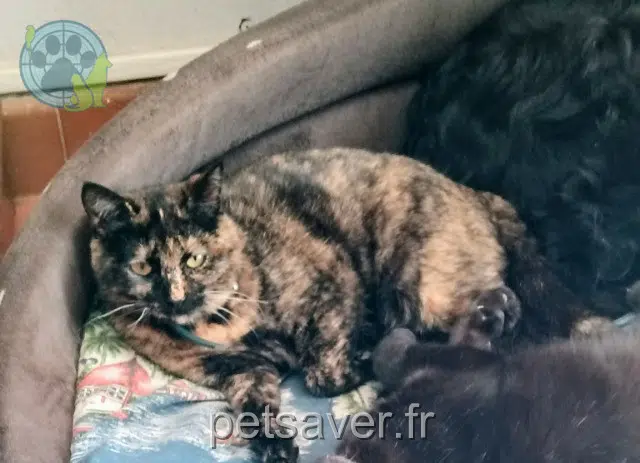 chatte lost   20140 Sollacaro Réglisse