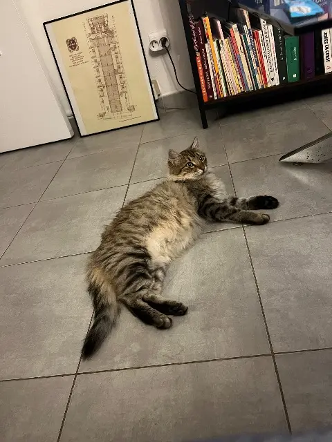 chatte lost   20137 Porto-Vecchio Stella