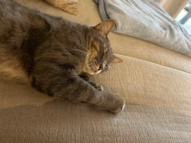 chatte lost   20110 Viggianello Mia