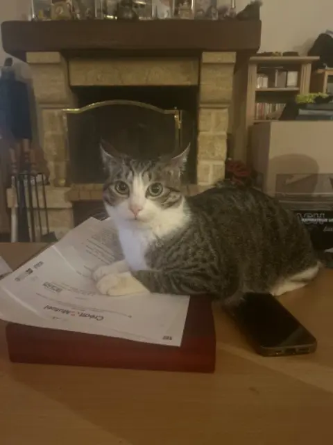 chatte lost   20190 Santa-Maria-Siché Vodka