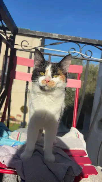 chatte lost   20218 Morosaglia Aria