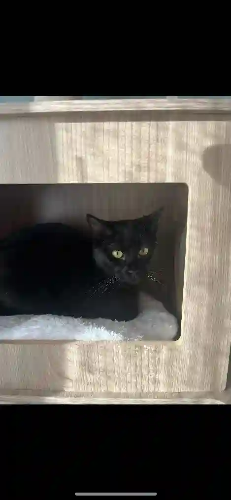 Chatte Perdue 2B Haute-Corse Bastia - Spooky Chatte Perdue 2B Haute-Corse Bastia - Spooky
