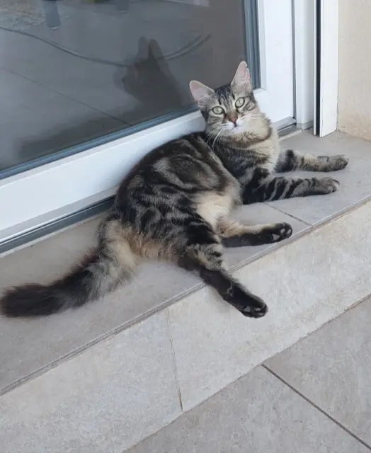 chatte lost   20213 Sorbo-Ocagnano Beretta