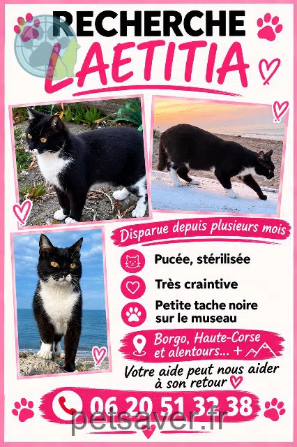 chatte lost 20290 Borgo Laeititia