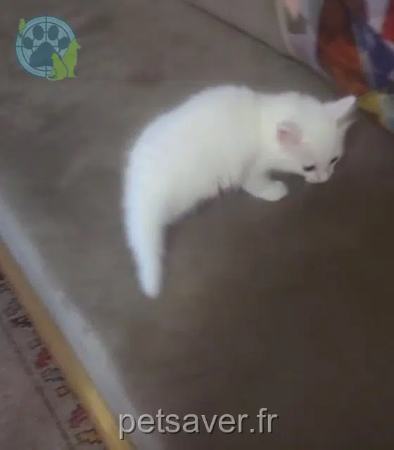 chatte lost   20290 Borgo Non