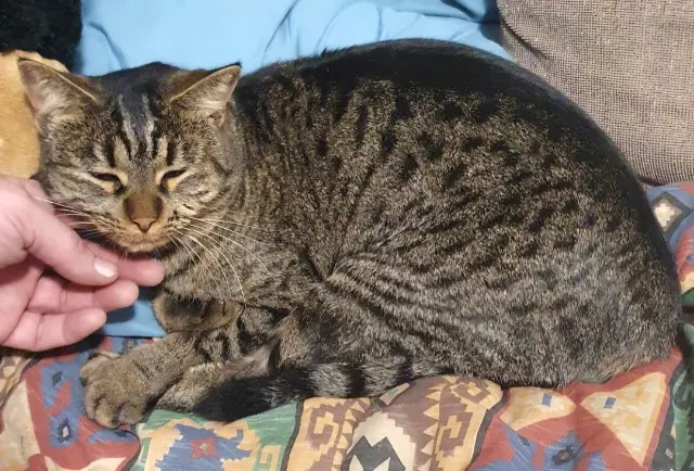 chatte lost   20213 Penta-di-Casinca Croquette