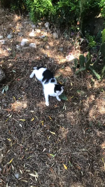 chatte lost   20200 San-Martino-di-Lota Féline