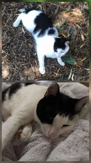 chatte lost   20200 San-Martino-di-Lota Féline