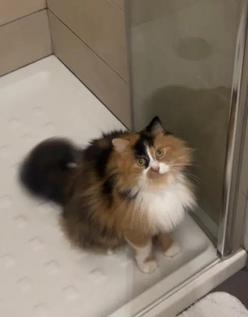 chatte lost   20290 Lucciana Indi