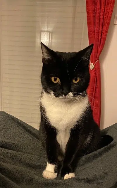 chatte lost   20290 Borgo Laeititia