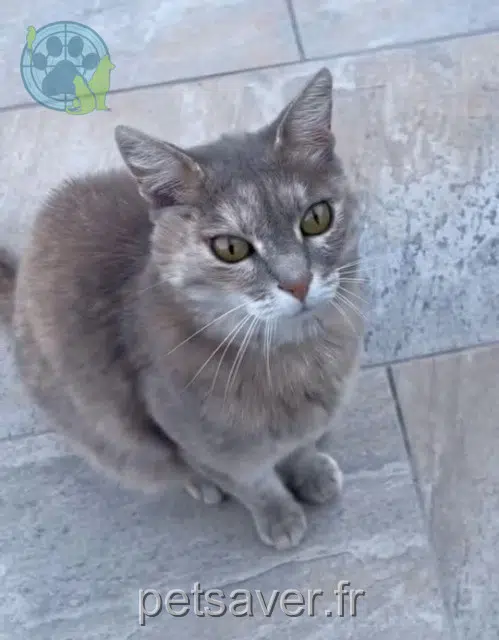 chatte lost   20250 Corte Myrtille