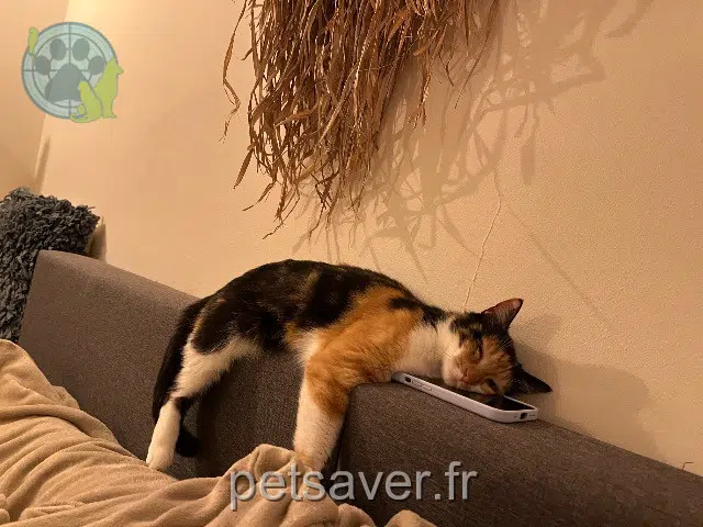 chatte lost   20240 Ventiseri Nala