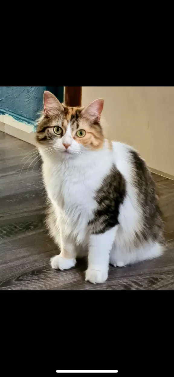 Chatte Perdue 2B Haute-Corse - Perle Chatte Perdue 2B Haute-Corse - Perle