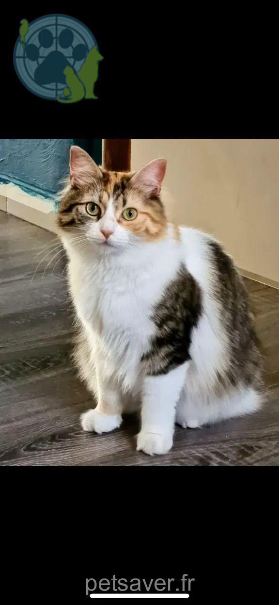 Chatte Perdue 2B Haute-Corse - Perle Chatte Perdue 2B Haute-Corse - Perle