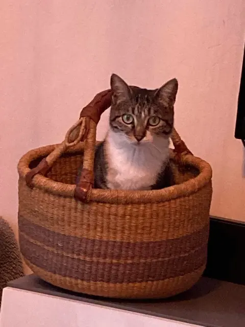 chatte lost    Bastia Pika