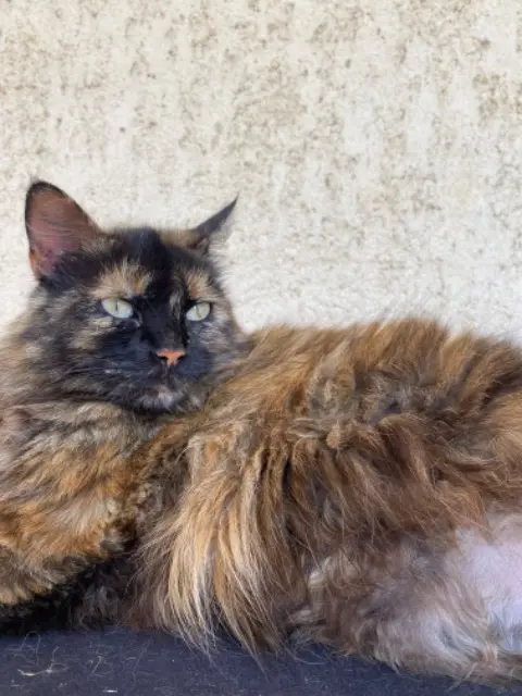 chatte lost   20243 Prunelli-di-Fiumorbo Puikpuik ( nom de naissance Prune )