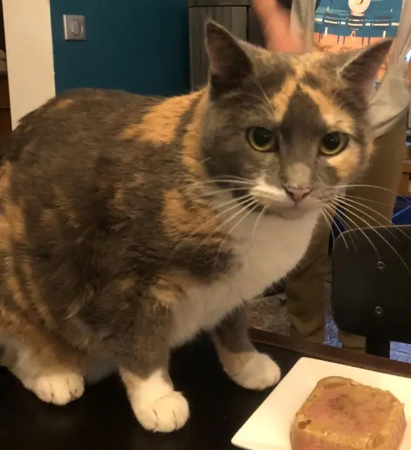 chatte lost   20220 Algajola Soupline