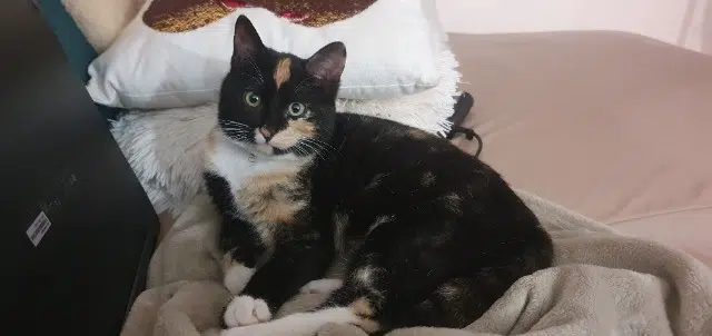 chatte lost   20220 L'Île-Rousse Tiara