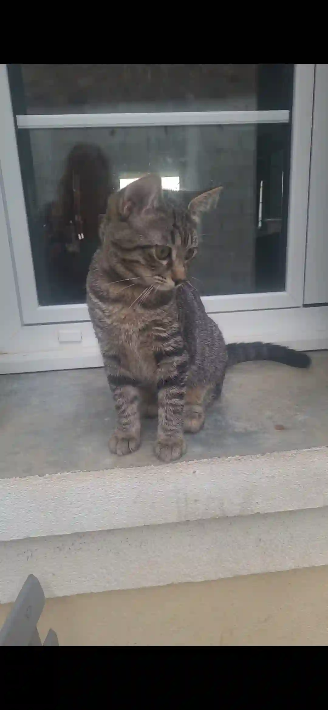 Chatte Perdue 2B Haute-Corse - Violette Chatte Perdue 2B Haute-Corse - Violette