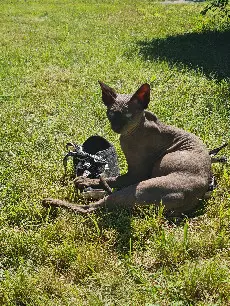 Chatte Perdue 30 Gard Chatte Perdue 30 Gard