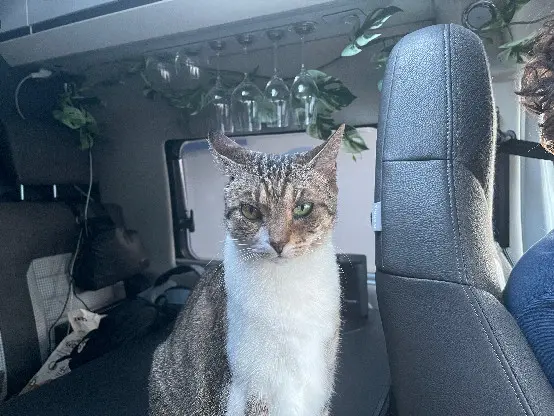 Chatte Perdue 30 Gard Chatte Perdue 30 Gard