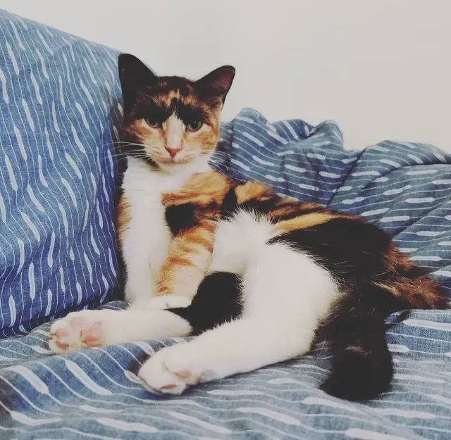 chatte lost   30730 Gajan Arthemis