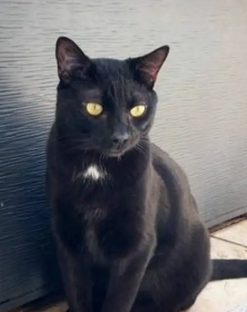 chatte lost   30100 Alès Aryha