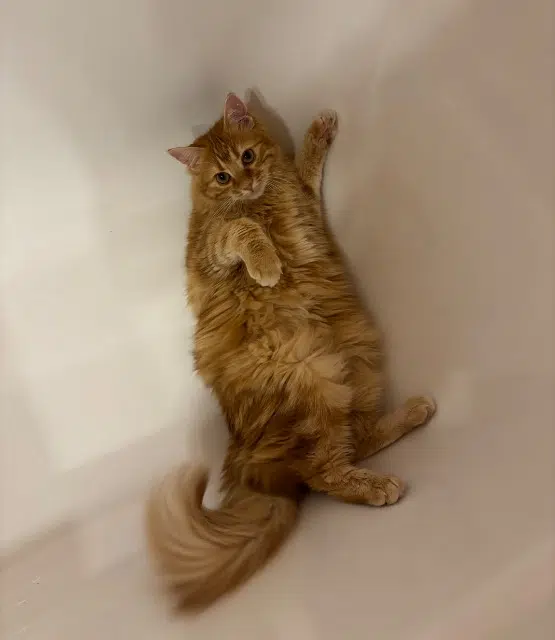 chatte lost   30490 Montfrin Aspen