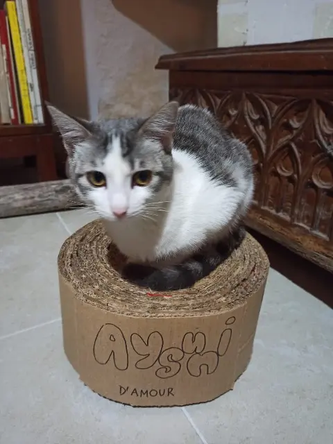 chatte lost   30250 Aujargues Aysuni