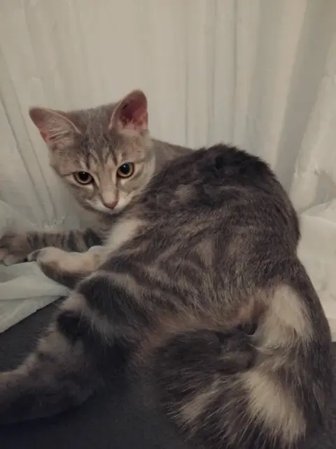 chatte lost   30470 Aimargues Bella