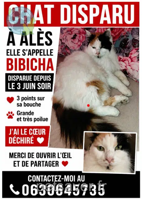 chatte lost   30100 Alès Bibicha