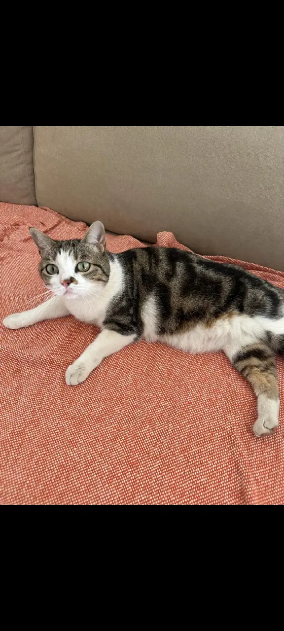 Chatte Perdue 30 Gard - Binette Chatte Perdue 30 Gard - Binette