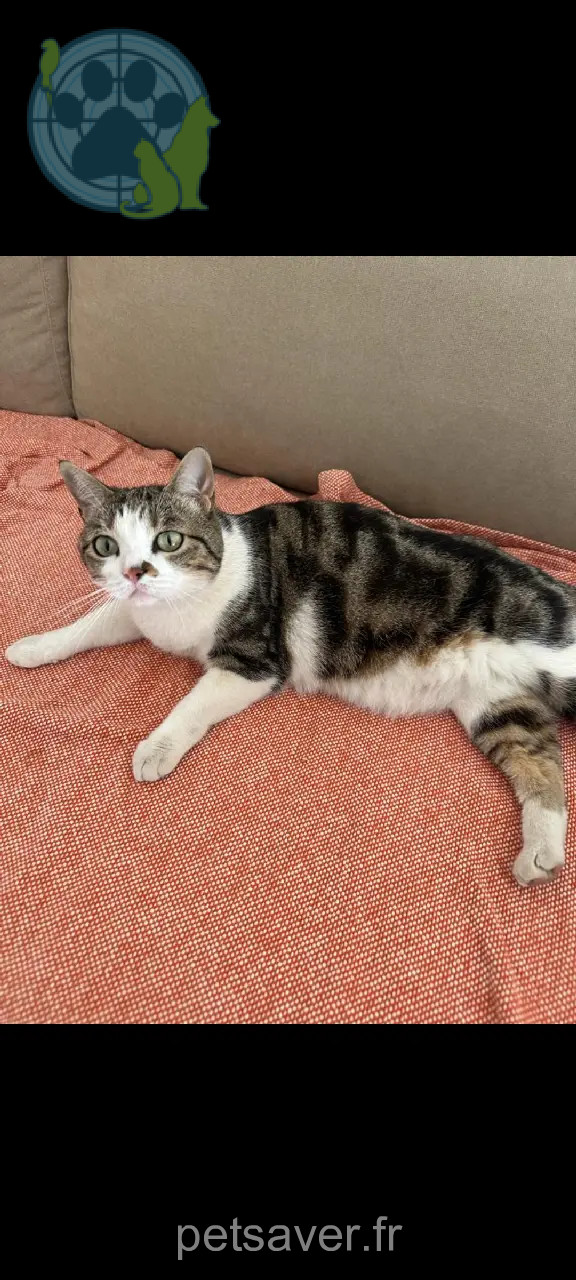 Chatte Perdue 30 Gard - Binette Chatte Perdue 30 Gard - Binette