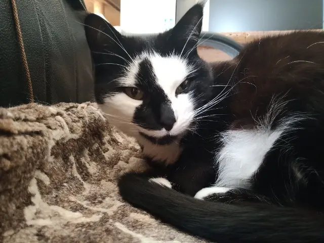 kat vermist 30320 Poulx Biscotte kat lost 30320 Poulx Biscotte