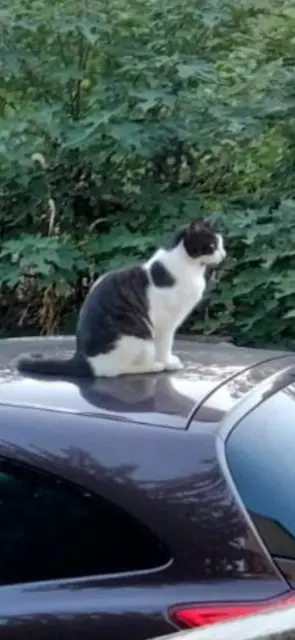 chatte lost   30430 Saint-Jean-de-Maruéjols-et-Avéjan Bounty
