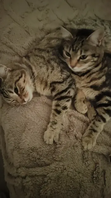 chatte lost   30200 Bagnols-sur-Cèze Cacahuète
